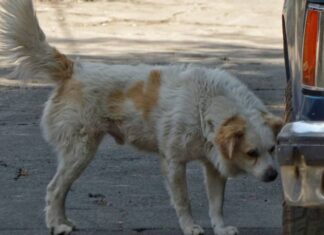 Denuncian envenenamiento de perros en Maravatío; Fiscalía abre investigación