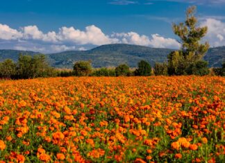 Vive la experiencia de recorrer los campos de cempasúchil en Copándaro