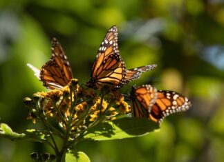 Llegan las Mariposas Monarca a Michoacán; acompañarán la Noche de Muertos