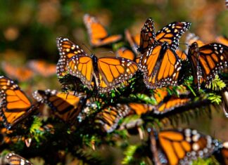 La Mariposa Monarca ya Está en México: Su Destino Final es Michoacán y el Estado de México