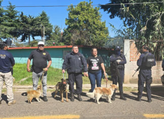 Fiscalía de Michoacán rescata a tres perros en condiciones de maltrato en Senguio