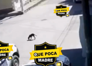 Indignación en Jiquilpan: Repartidor atropella y causa la muerte de un perrito