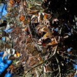 WhatsApp Image 2024-11-09 at 17.14.59