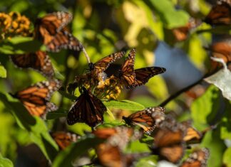 Santuarios de la Monarca en Michoacán abren el 15 de noviembre