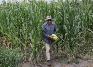 Con Agrosano Digital se atiende el mejoramiento de cultivos: Bedolla