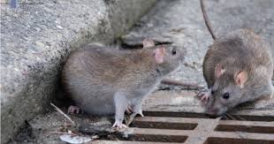 Plaga de roedores afecta plazas del Centro Histórico de Morelia; se proyecta intervención para 2025