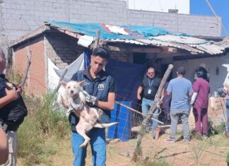Rescatan a 15 perros en condiciones de maltrato en San José de las Torres