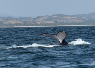 Se da un avistamiento de ballenas en playas de Michoacán