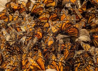 Michoacán celebra que EUA asuma responsabilidad del cuidado de la Monarca: Bedolla