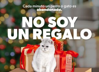 Por esta razón no debes regalar mascotas en Navidad