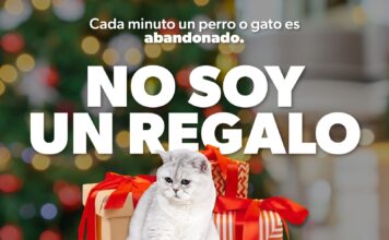 Por esta razón no debes regalar mascotas en Navidad