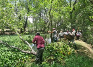 Garantizado en 2025 empleo temporal para rescate del lago de Pátzcuaro: Secma