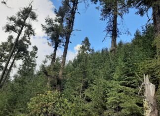 Aumento presupuestal a medio ambiente impulsará 6 grandes proyectos: Secma