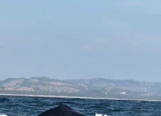 ¡Espectacular! Llegan ballenas a costas de Michoacán