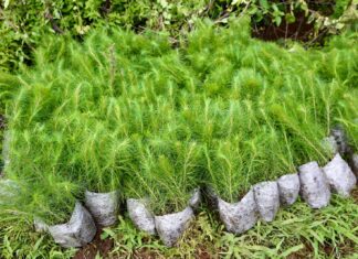 Más de 16 millones de árboles plantados en 2024