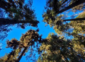 Ante millones de Mariposas Monarca, Michoacán vive un espectáculo único en el mundo: Bedolla