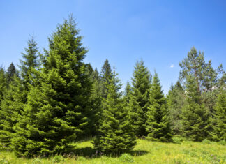 Condicionan a reforestar 38 árboles de pino a hombre vinculado por delitos ambientales