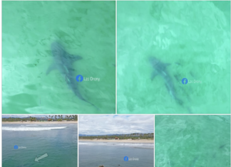 Captan a tiburón nadando cerca de la costa de Lázaro Cárdenas, Michoacán