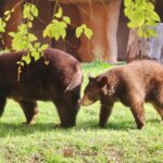 WhatsApp Image 2025-01-04 at 09.25.47 (4)