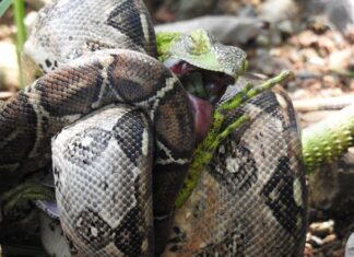 Michoacán destinó más de medio mdp del Fondo Ambiental en acciones de conservación
