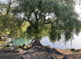 Avanza la recuperación del manantial de La Mintzita; se han limpiado 1.3 hectáreas: Compesca