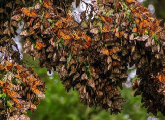 Vive la magia de la Mariposa Monarca en Michoacán
