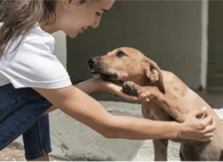 ¡Adopta y cambia una vida! Feria de adopción en Morelia este 15 de febrero