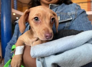 Jalo por los Michi y Lomitos lleva esterilizaciones gratuitas de perros y gatos