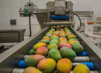 Policía Auxiliar vigila empaques de mango