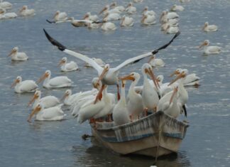 ¡Sorpréndete! Petatán se pinta de blanco con la llegada de 23 mil pelícanos
