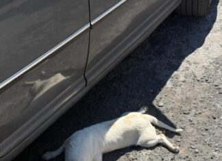 Denuncian envenenamiento de perros en Arko San Antonio, Morelia