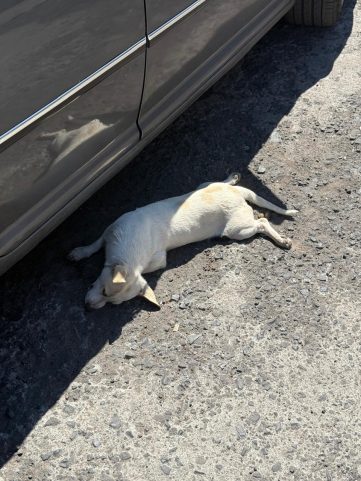 perros-arko-2-361x481