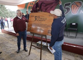Bedolla celebra aumento de 99% de ocupación de la Monarca en bosques de Michoacán y México