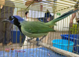 Zoológico de Morelia resguarda 47 animales decomisados en tianguis