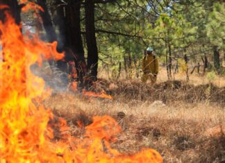 En Michoacán, con atención a incendios forestales bajan afectaciones 77 %: Cofom