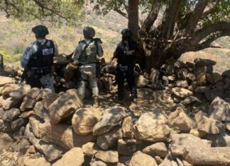 Desactivan explosivo y destruyen dos campamentos ilícitos en Parácuaro