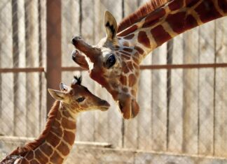Conoce la tierna cría de jirafa que nació en el Zoológico de Morelia