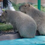 WhatsApp Image 2025-04-18 at 10.54.50 AM (1)