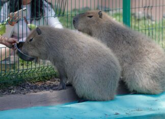 Vacaciones inolvidables en el Zoológico de Morelia: más de 2 mil animales, diversión y aprendizaje para toda la familia