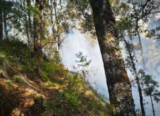 Pronta denuncia de incendios podría salvar la vida de cientos de animales