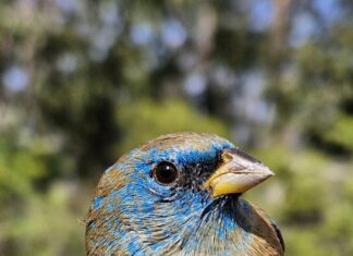 Esto es lo que debes hacer ante desplazamiento de fauna silvestre por incendios