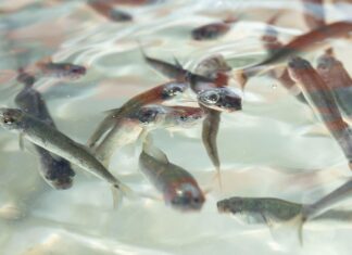 Pescado blanco en vías de obtener protección de indicación geográfica: ICTI