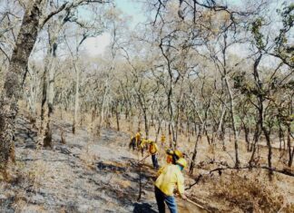 Apagan brigadas 14 incendios forestales en Michoacán: Cofom