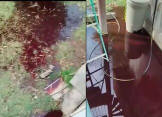 VIDEO | Investiga CEDH posible daño ambiental por desechos biológicos en rastro de Tarímbaro