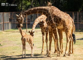 ¡Ya puedes visitar a la bebé jirafa del Zoológico de Morelia!