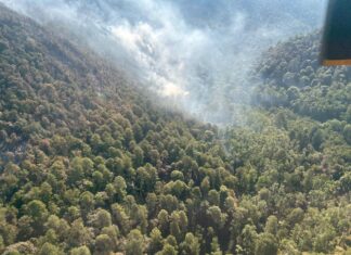 Atendido incendio forestal en zona del bosque de la Mariposa Monarca: Cofom
