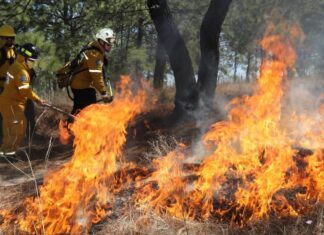 Brigadas forestales apagan 7 incendios: Cofom