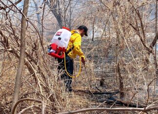 Brigadas liquidan 6 incendios forestales: Cofom