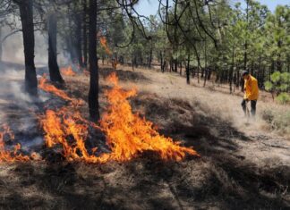 Brigadas forestales apagan cuatro incendios en Michoacán: Cofom