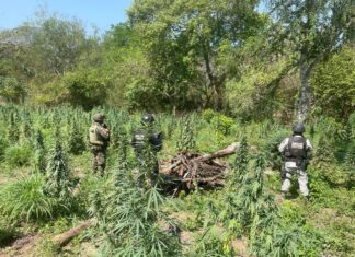 SSP y Defensa destruyen plantío de marihuana en Coahuayana